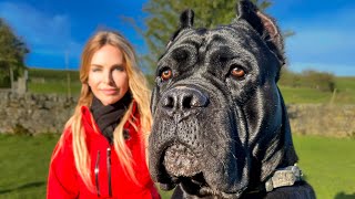 THE WORKING CANE CORSO  FIERCE HUNTER GUARD DOG amp PROTECTOR [upl. by Reywas]