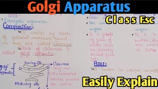 Golgi Apparatus Structure And Functions  Golgi Complex  Class 11 Biology [upl. by Zippel]