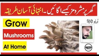 How to Grow Mushrooms at Home Easily  Oyster Mushrooms  Ali Hashmi UrduHindi [upl. by Wong]