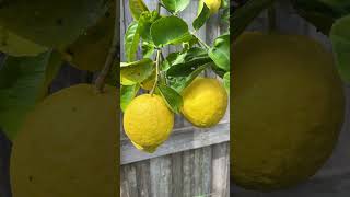 Autumn time Lemons🍋shorts nature lemon gardening [upl. by Itsur691]