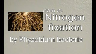 Nitrogen fixation rhyzobium bacteria in hindi [upl. by Wahlstrom78]