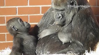 Baby Gorilla Shufai Interrupts Mothers Sleep In The Winter Sunshine [upl. by Olimac953]