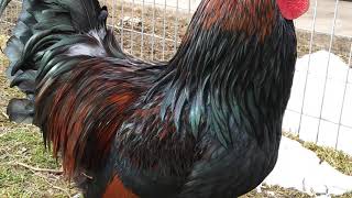 Barnevelder Rooster [upl. by Tiffi]