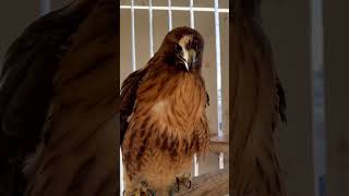 Red Tailed hawk in the winter [upl. by Akemak775]