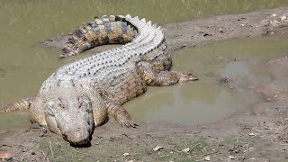 Crocodile Attack boy in water  Crocodile attack human  Crocodile attack stories [upl. by Erminie]