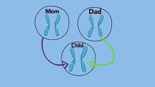 Modes of Inheritance  Dominant amp Recessive  A Primer for Patients and Parents [upl. by Michelle]