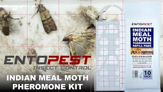 Entopest Indian Meal Moth Pheromone Pad amp Trap Kit [upl. by Breen]