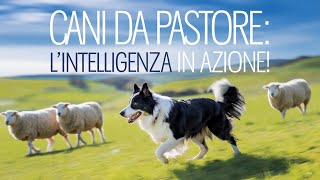 I Migliori Cani da Pastore Intelligenza Forza e Dedizione al Lavoro CaniDaPastore CaniDaLavoro [upl. by Edgar]