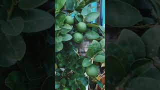 terrace gardening lemon plant  peanut butter plant  sapota ginger plant kanakambara flower [upl. by Wilona]