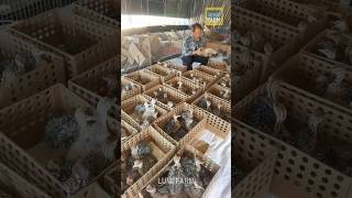 How do the Chinese raise ostriches ostrich animals ostrichbird eggfarm [upl. by Itoyj]