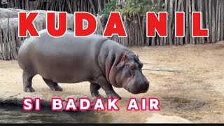 Kuda Nil  Si Badak Air duniahewan [upl. by Atalie]