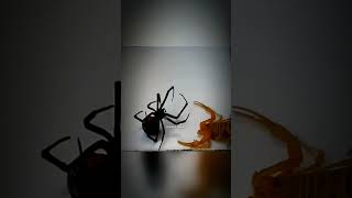 Black widow spider vs Scorpion🔥InsectWars Insects Arachnid Nature Wildlife amazing foryou [upl. by Korman]