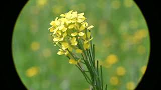 Erysimum inconspicuum Smallflowered Wallflower [upl. by Haye]