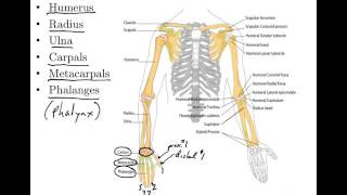 06 Appendicular Skeleton Anatomy and Physiology [upl. by Aleicarg]