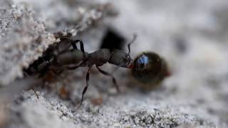 MYSTERIOUS GREEN ANT PARASITE [upl. by Sutherland]