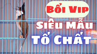 2110 Siêu Mẫu Bổi Vip Bộ To Dài Tố Chất Cho Anh Em Gột Giũa Chim Chào Mào Hót Đấu [upl. by Hairom]