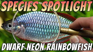 Dwarf Neon Rainbowfish Melanotaenia praecox Freshwater Aquarium Fish Species Profile amp Care Guide [upl. by Petracca]