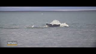 Spitsbergen The Wildlife Capital of the Arctic [upl. by Streeter]