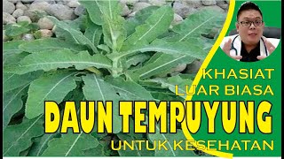 KHASIAT DAUN TEMPUYUNG UNTUK KESEHATAN [upl. by Nylrehs731]