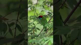 Blue Throated barbet 4k morningvibes urbanwildlife nature birdslifestyle positivevibes [upl. by Alyahc83]