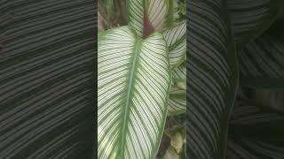 Beautiful Calathea ornata plant plants calathea homegrown happyplanting [upl. by Louise]