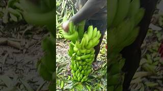 Banana 🍌 Cutting and packing part 170 [upl. by Roberto288]