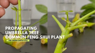 93 Schefflera Plant Cuttings Tips On Propagating Cuttings From ScheffleraUmbrella Tree [upl. by Williamson]