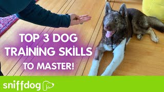 Top Three Dog Training Skills to Master [upl. by Pollux465]