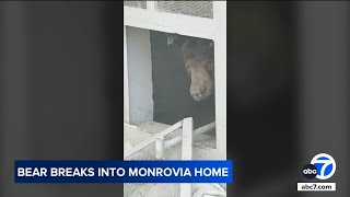 Bear breaks into crawl space of California home wont leave [upl. by Catton790]