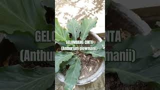 GELOMBANG CINTA Anthurium plowmanii tanamanhias [upl. by Darnall]