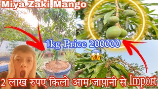 Miya Zaki Mango  2 लाख रुपए किलो आम जापानी से Import  1kg Price 200000 😱 BonsaiGardenNursery [upl. by Adnocahs796]