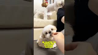 smart dogs massage dog doglover dogsmart dogsmassage massage pets petlover shorts [upl. by Bowne725]