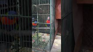 lorikeet bird in Saruma Bird Breeding park aviculture birdlovers cutebirds [upl. by Johnston565]