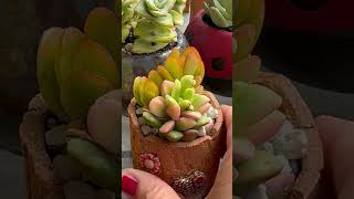 Mini succulent garden pot 🌺💐💚😍 [upl. by Grishilda588]