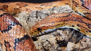 CORN SNAKE ENCLOSURES BABY and ADULTS [upl. by Elleirb]