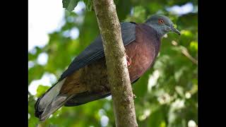 Ducula bakeri Vanuatu Imperial Pigeon [upl. by Pufahl]