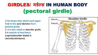 Girdles गर्डल्स in human bodyPELVIC amp PECTORAL GIRDLES आंसपेशी घेरा और श्रोणि चक्र [upl. by Dixon]