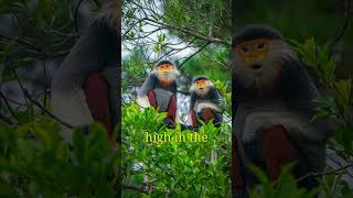 RedShanked Douc Langur 💃🐒The quotCostumedquot Monkey of Southeast Asia shotrs wildlifeanimals [upl. by Adekan]