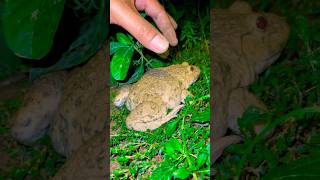 🫳🐸How to catch a frog that makes you want to laugh  Funny frog🐸🤏shorts frog funny [upl. by Mcafee54]