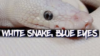 The Blue Eyed Leucistic Complex Blue Eyed Lucy Ball Python [upl. by Delanty]