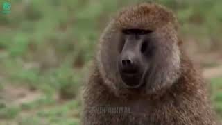 Crazy Revenge Baboons Kidnap Lion Cubs and Kill Them Brutally  Animals Fight wanimalus [upl. by Leasia35]