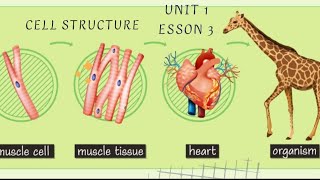 cell structure  science  Grade 6  unit 1  concept 1  lesson 3  Frist term [upl. by Hancock]