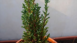 Chamaecyparis False Cypress Bonsai Tree [upl. by Okiam]