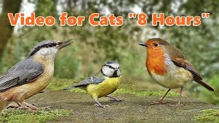 Videos for Cats to Watch  Bird Fun  8 HOURS [upl. by Etnoval]