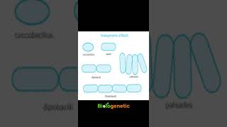 bacillus Shorts biologenetic [upl. by Weld]