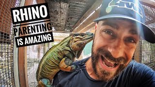 Rhino Iguanas Aint Easy [upl. by Bryan756]