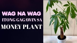 PINAKA WAG NA WAG ITONG GAGAWIN SA HALAMANG MONEY PLANT l MONEY TREE Pachira Aquaticacare astrology [upl. by Eanyl151]