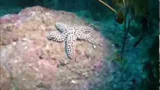 Giant Spined Star  Reef Check California Indicator Organism [upl. by Silverts]