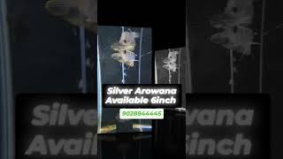 Silver Arowana 6inch music phonkbeats viralvideo aquarim fishaquarium arowana arowanalovers [upl. by Balbinder]