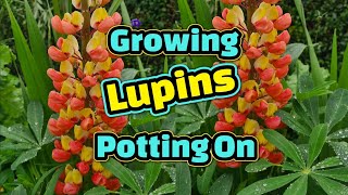 Growing Lupins potting on [upl. by Fassold152]